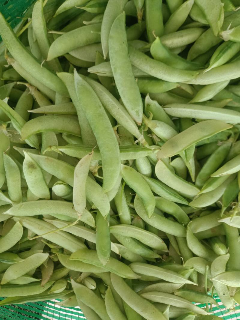 金堂大白豌豆荚，大量现货