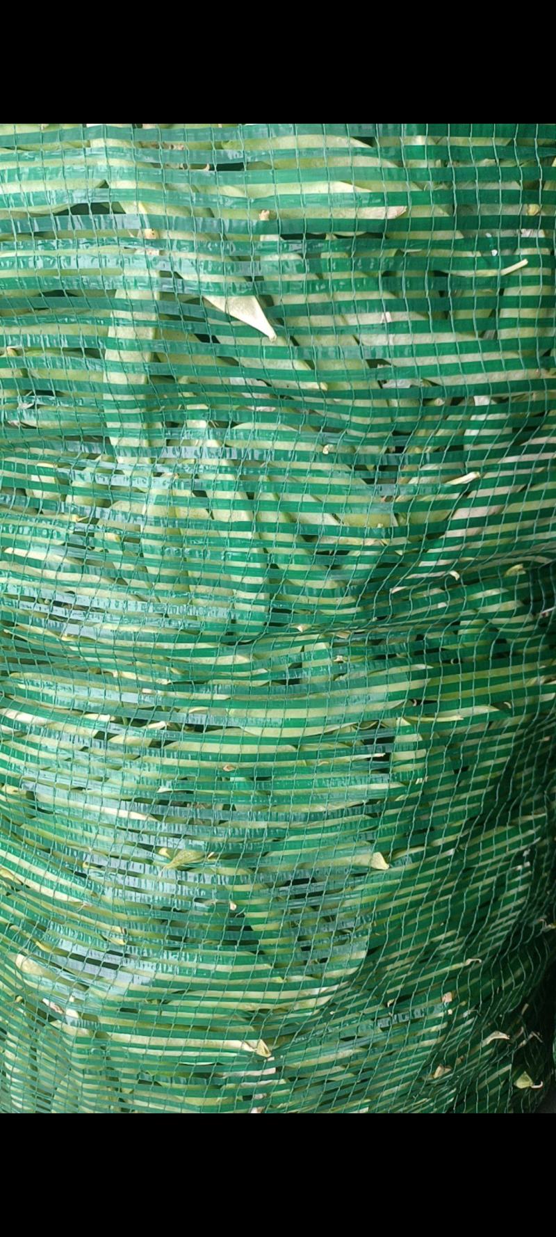 金堂大白豌豆荚，大量现货