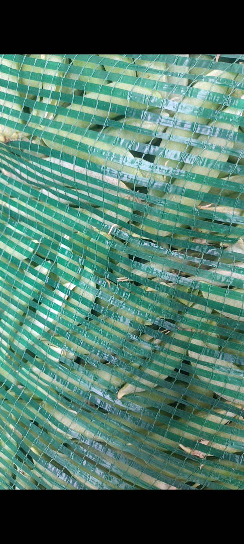 金堂大白豌豆荚，大量现货