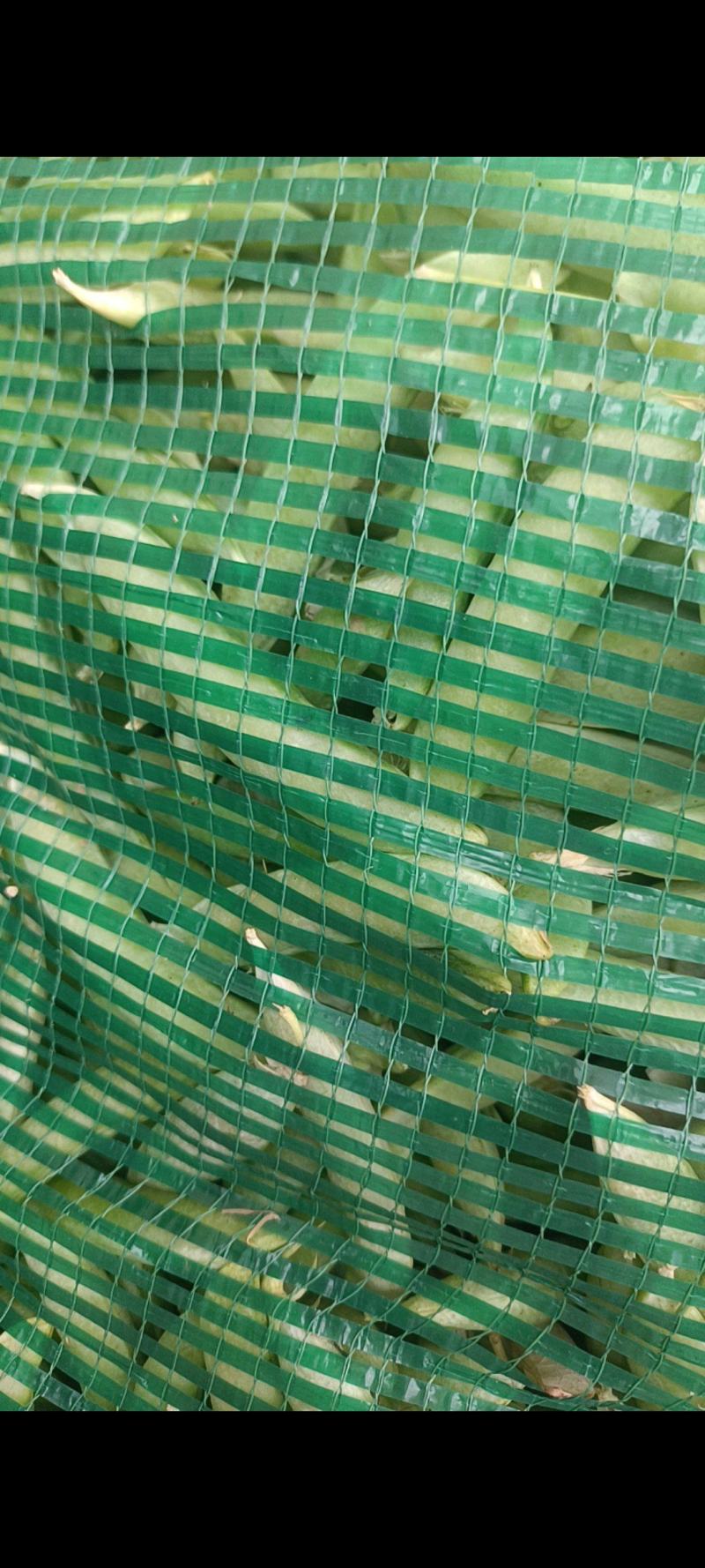 金堂大白豌豆荚，大量现货