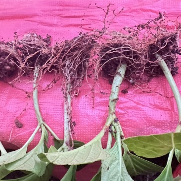 新鲜八仙花种苗，优质品种，快来选购！