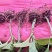 新鲜八仙花种苗，优质品种，快来选购！