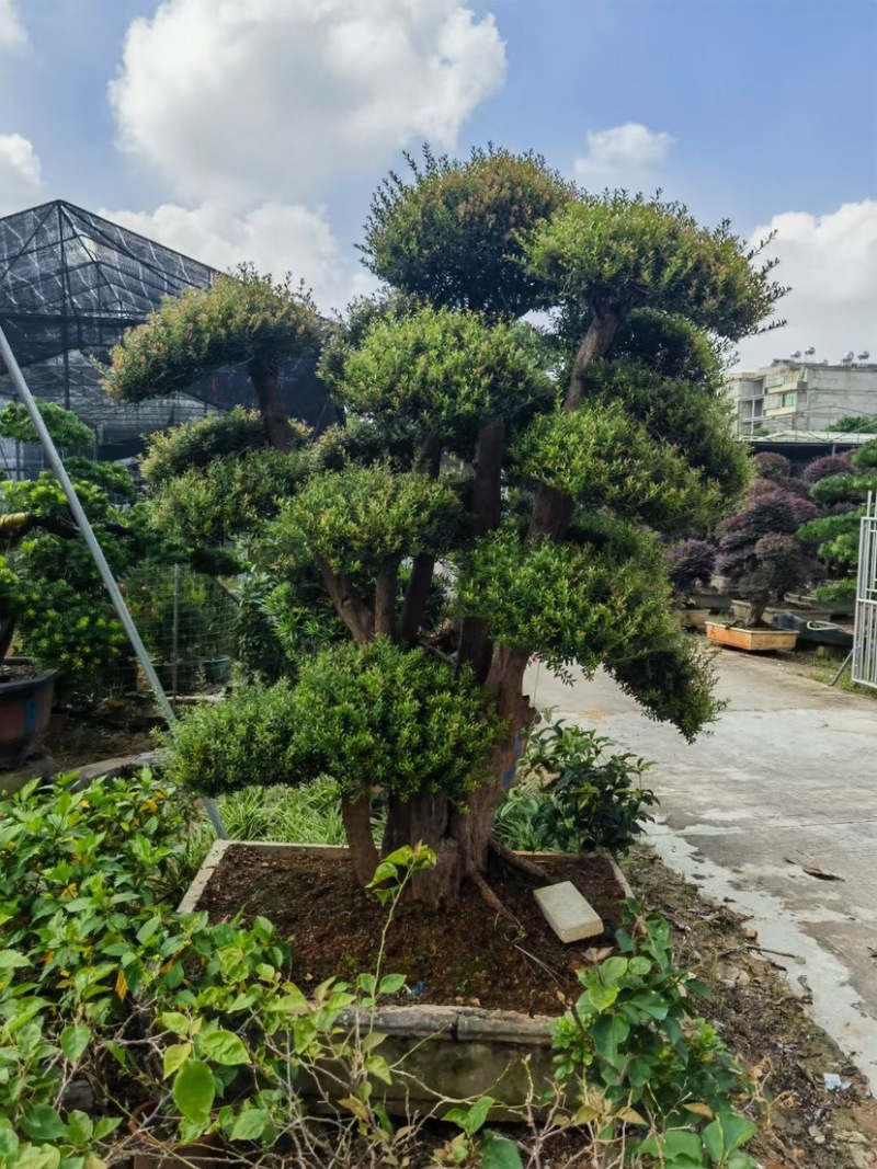赤楠盆景罗汉松盆景基地直销规格齐全欢迎来电咨询合作