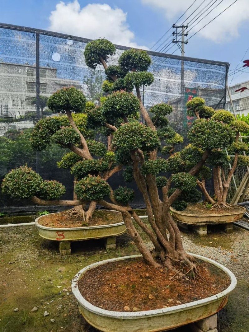 赤楠盆景罗汉松盆景基地直销规格齐全欢迎来电咨询合作