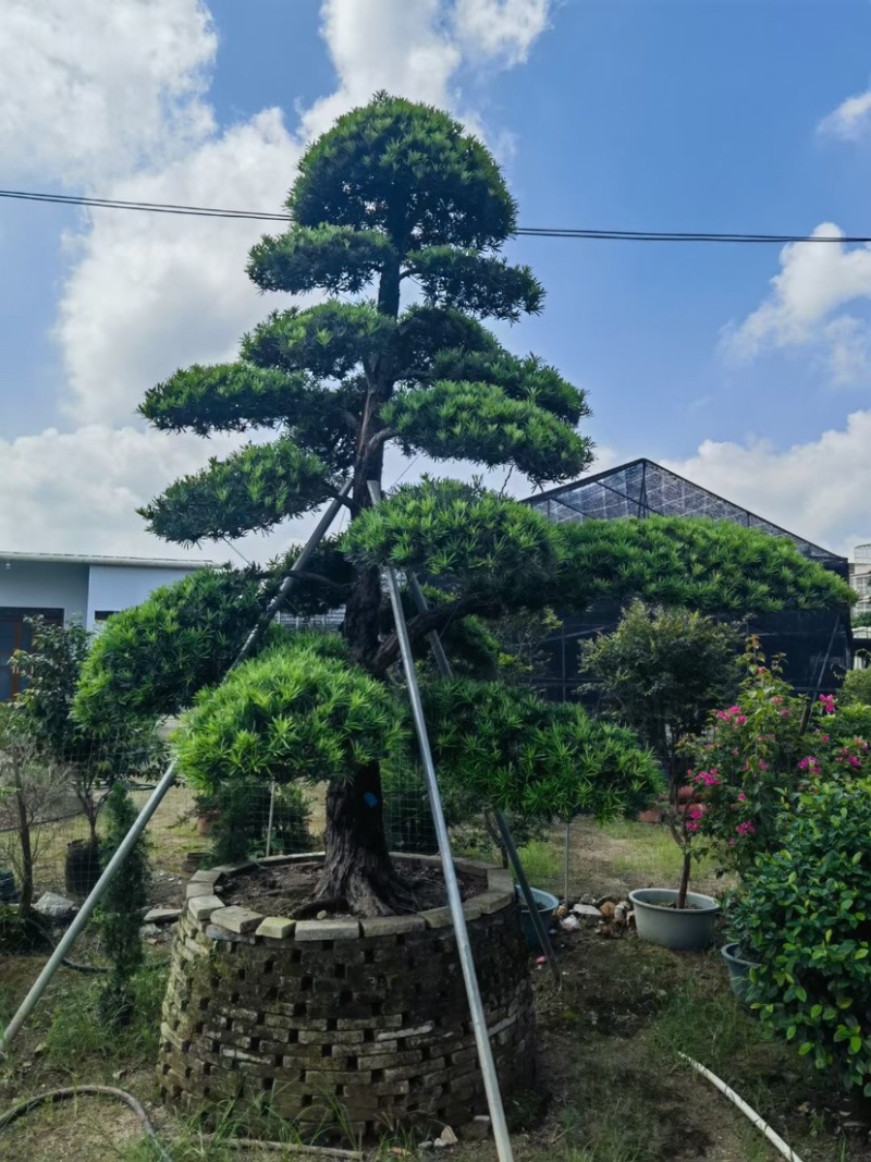 赤楠盆景罗汉松盆景基地直销规格齐全欢迎来电咨询合作