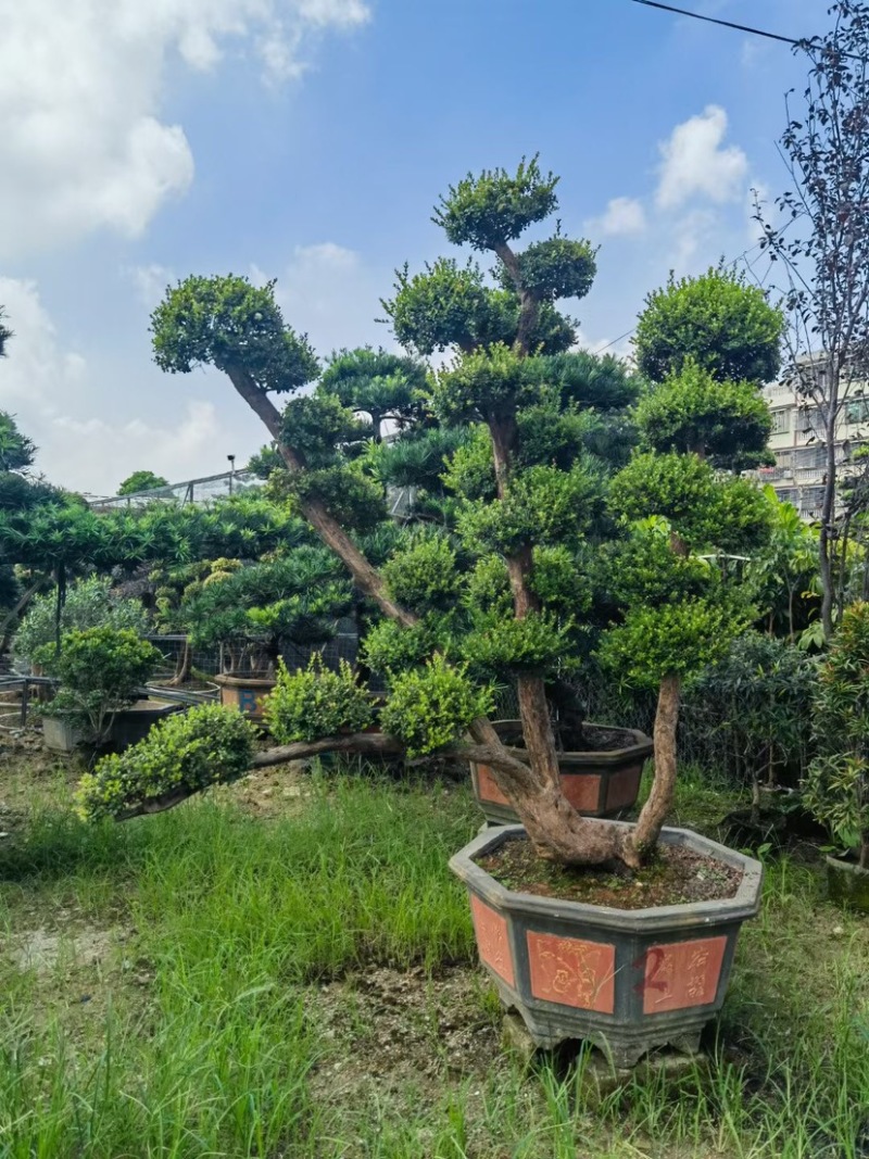 赤楠盆景罗汉松盆景基地直销规格齐全欢迎来电咨询合作