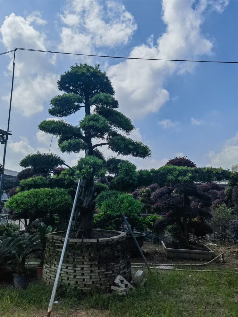 赤楠盆景罗汉松盆景基地直销规格齐全欢迎来电咨询合作