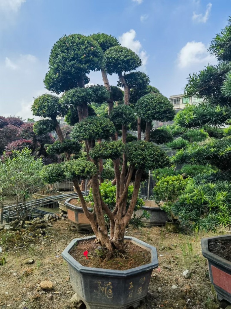 赤楠盆景罗汉松盆景基地直销规格齐全欢迎来电咨询合作