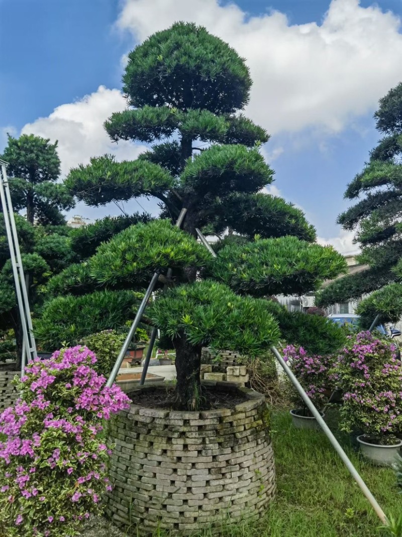 赤楠盆景罗汉松盆景基地直销规格齐全欢迎来电咨询合作