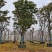 全冠麻楝15～35公分基地直销规格齐全欢迎来电咨询