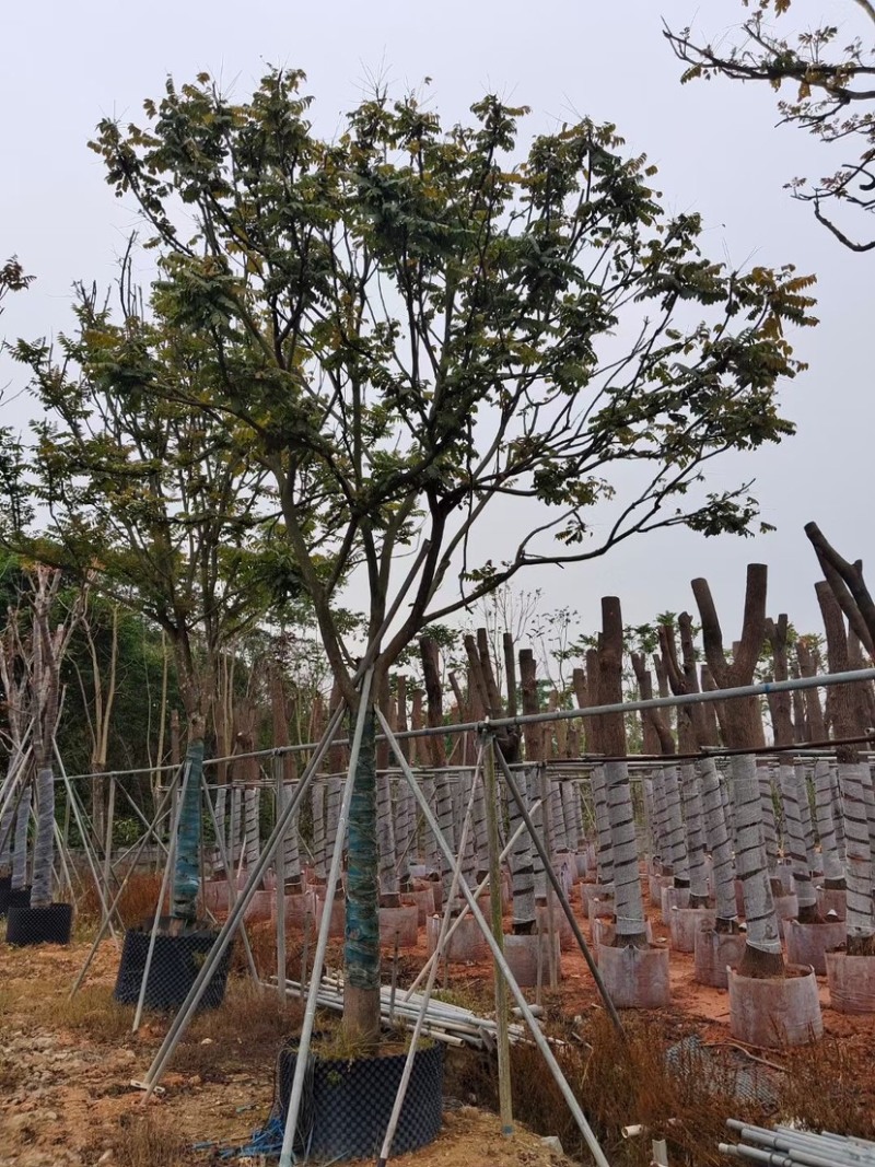 全冠麻楝15～35公分基地直销规格齐全欢迎来电咨询