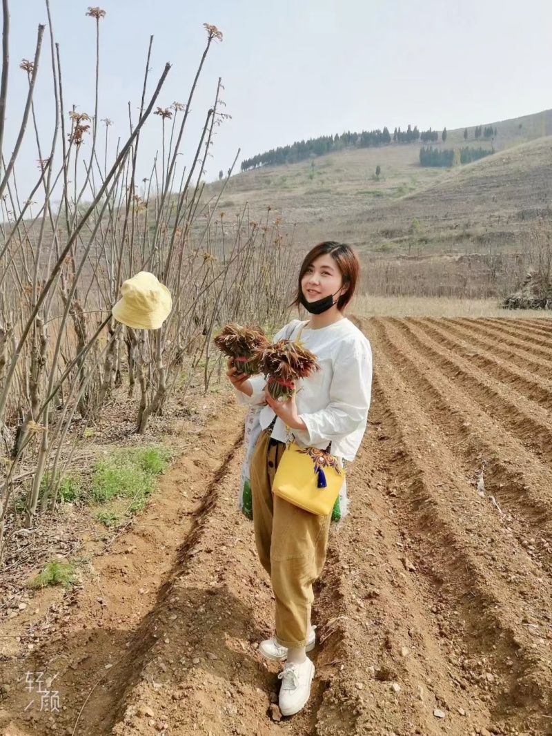 扣露天香椿大量上市，一手货源。