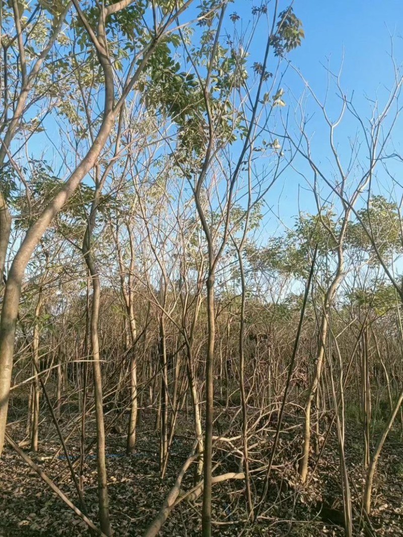 地苗紫花风铃木5～8公分基地直销规格齐全欢迎来电咨询