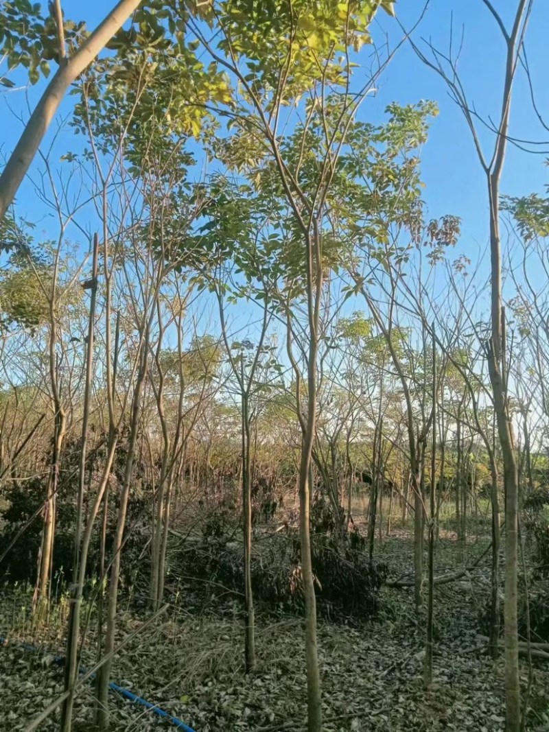 地苗紫花风铃木5～8公分基地直销规格齐全欢迎来电咨询