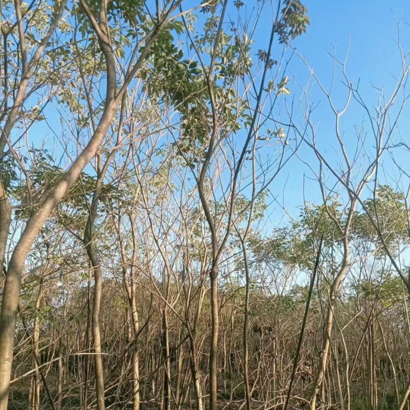 地苗紫花风铃木5～8公分基地直销规格齐全欢迎来电咨询