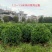 非洲茉莉球基地直销规格齐全质量优欢迎来电咨询合作