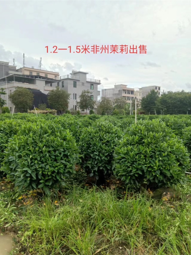 非洲茉莉球基地直销规格齐全质量优欢迎来电咨询合作