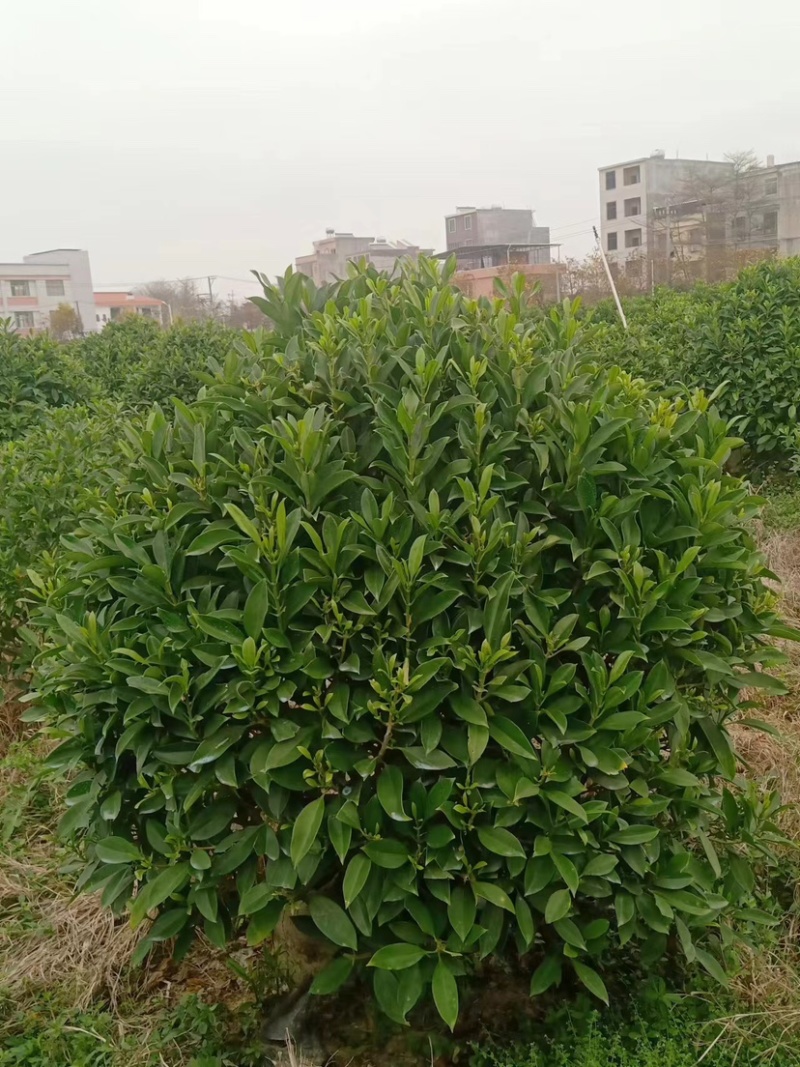 非洲茉莉球基地直销规格齐全质量优欢迎来电咨询合作