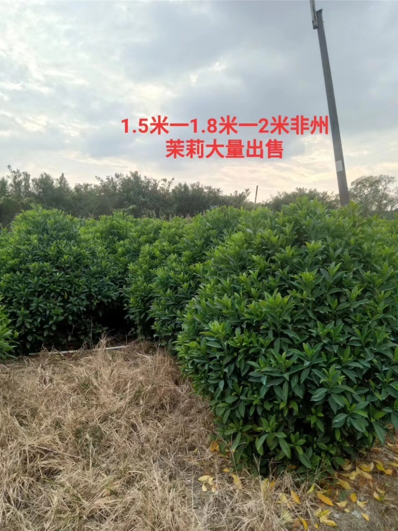 非洲茉莉球基地直销规格齐全质量优欢迎来电咨询合作