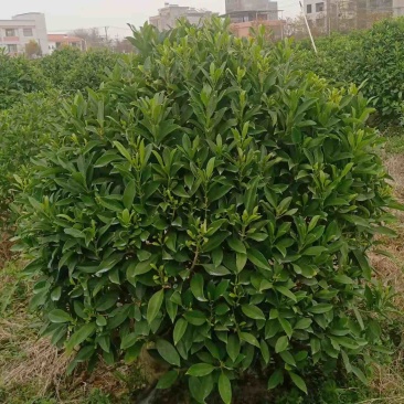 非洲茉莉球基地直销规格齐全质量优欢迎来电咨询合作