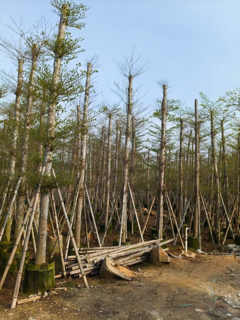 小叶榄仁树12～18公分基地直销规格齐全欢迎来电咨询