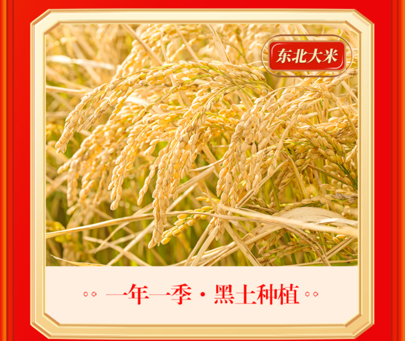 东北稻香米每天大量发货支持一件代发