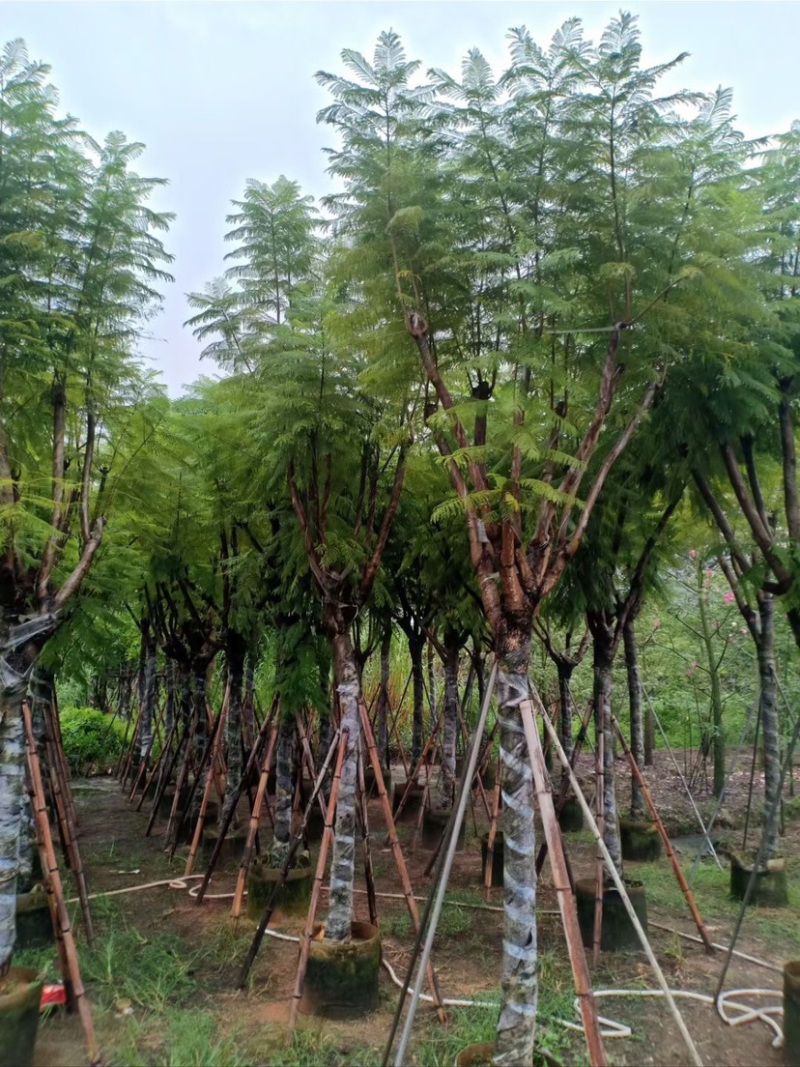 复绿蓝花楹10～18公分基地直销规格齐全欢迎来电咨询