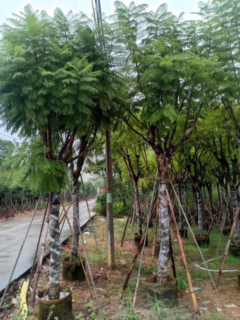 复绿蓝花楹10～18公分基地直销规格齐全欢迎来电咨询