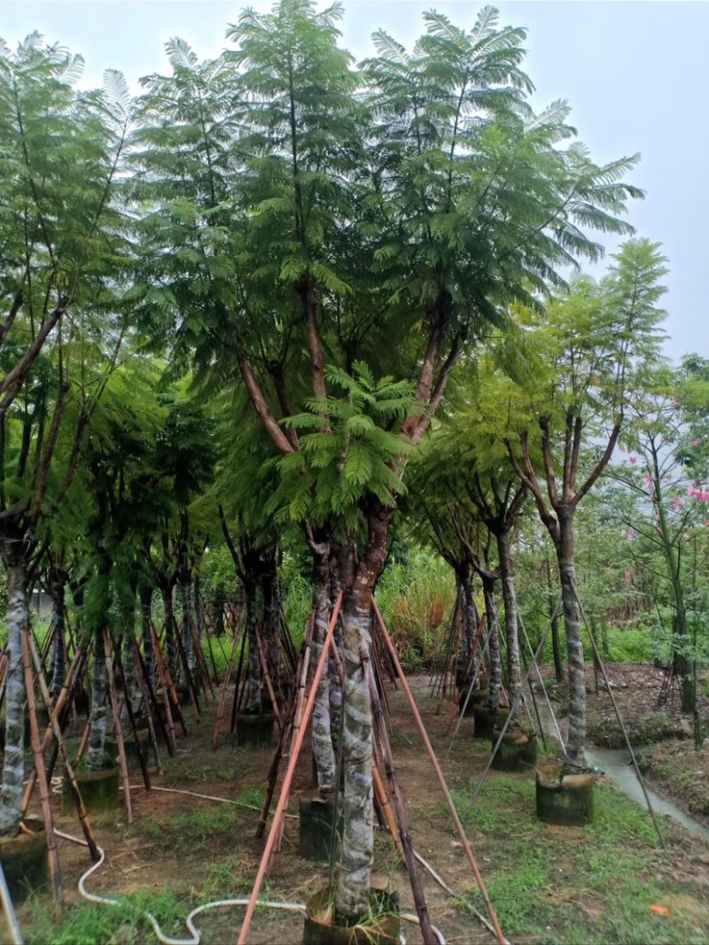 复绿蓝花楹10～18公分基地直销规格齐全欢迎来电咨询