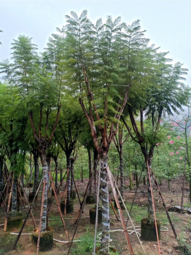 复绿蓝花楹10～18公分基地直销规格齐全欢迎来电咨询