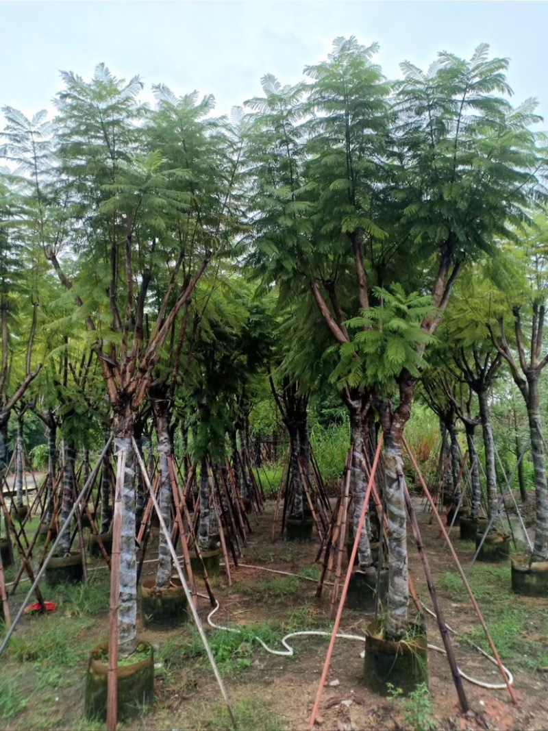 复绿蓝花楹10～18公分基地直销规格齐全欢迎来电咨询