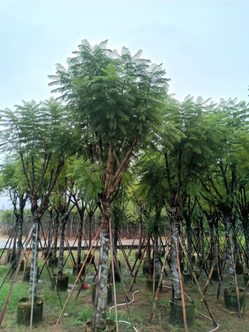 复绿蓝花楹10～18公分基地直销规格齐全欢迎来电咨询