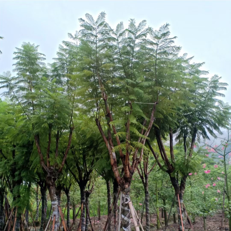 复绿蓝花楹10～18公分基地直销规格齐全欢迎来电咨询