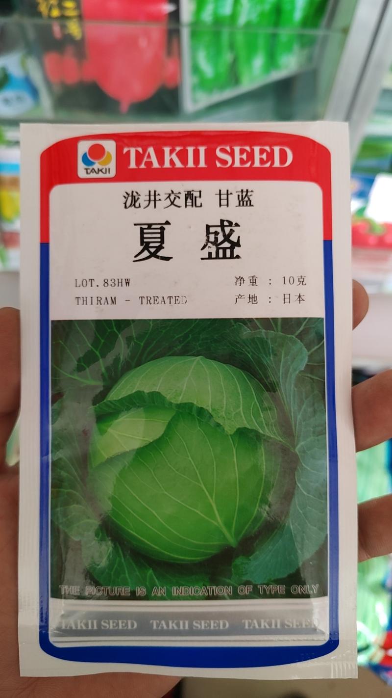 日本进口耐热甘蓝种子莲花白种子包菜种子60天耐热乐匠甘蓝
