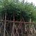 四季常青海南葡萄树基地直销规格齐全欢迎来电咨询合作