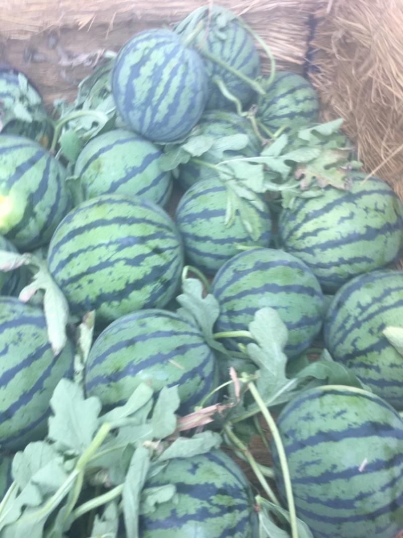 魏集西瓜嘉年华大瓜，甜度外形成熟度都可以，随行市价
