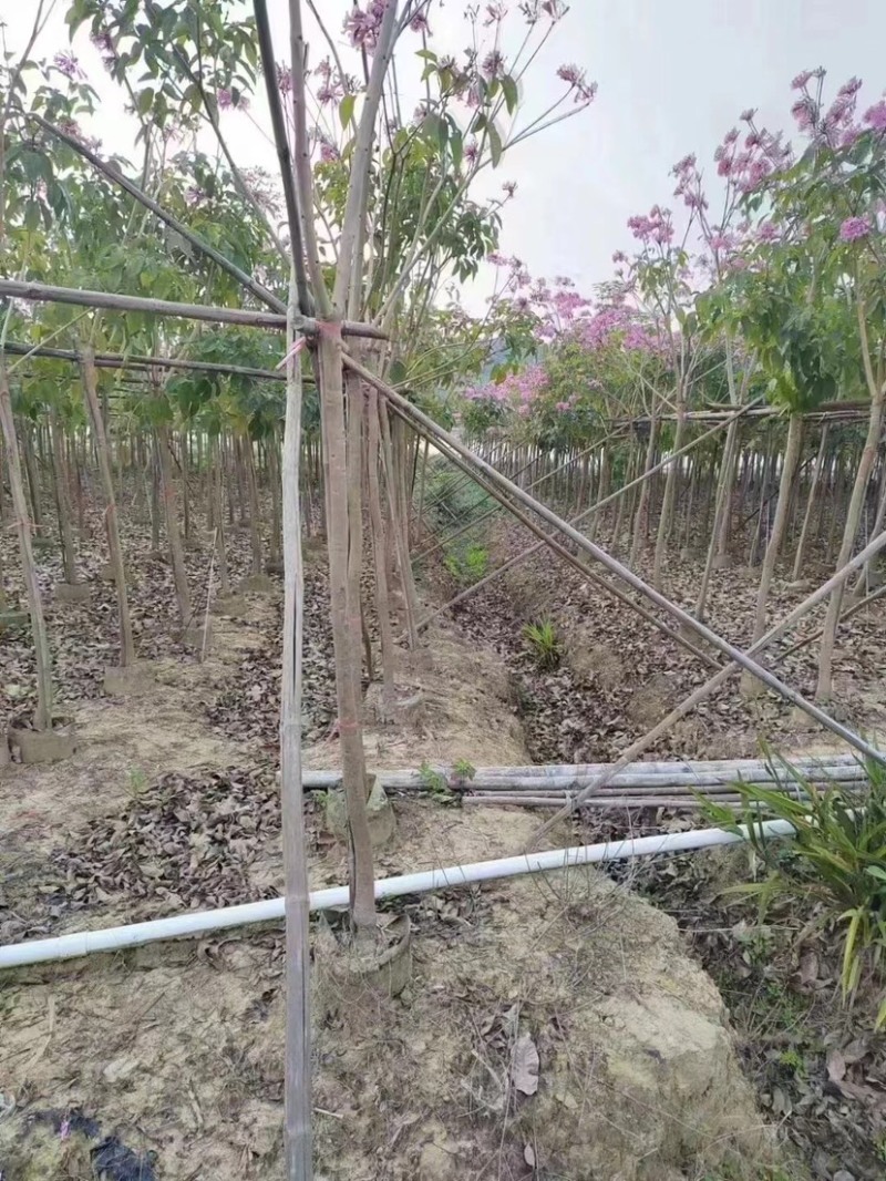 绣球紫花风铃木5～8公分基地直销规格齐全欢迎来电咨询