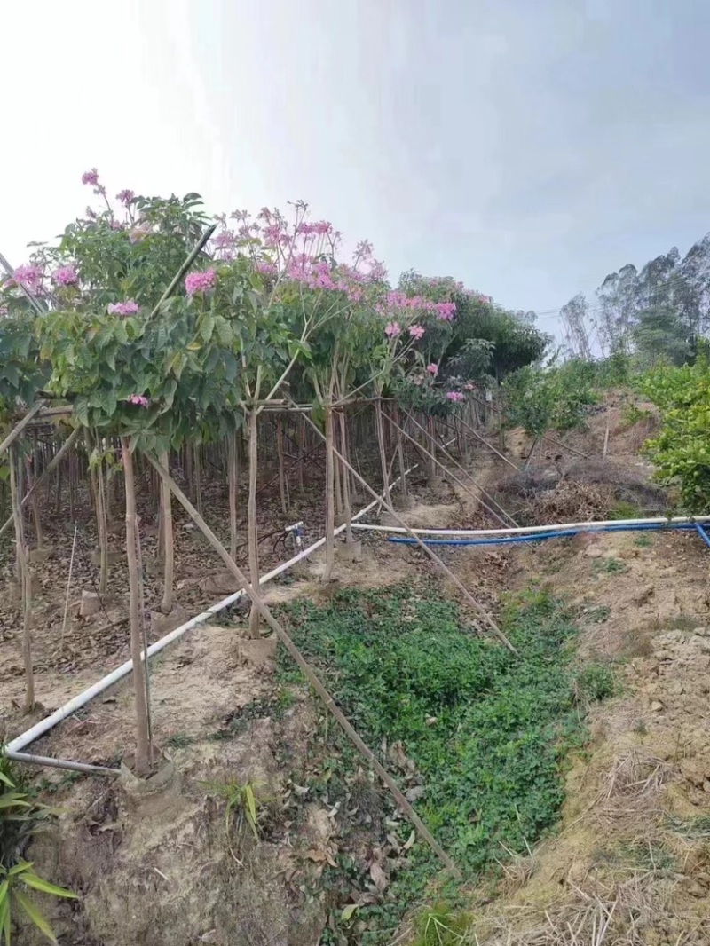 绣球紫花风铃木5～8公分基地直销规格齐全欢迎来电咨询