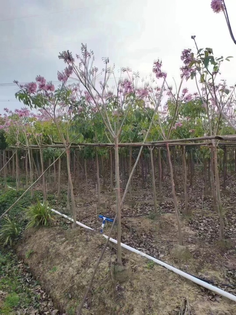 绣球紫花风铃木5～8公分基地直销规格齐全欢迎来电咨询