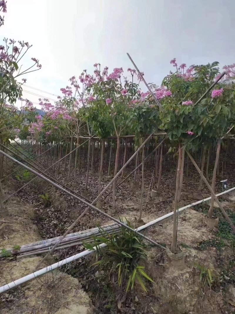 绣球紫花风铃木5～8公分基地直销规格齐全欢迎来电咨询