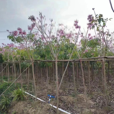 绣球紫花风铃木5～8公分基地直销规格齐全欢迎来电咨询