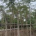 复绿凤凰木6～8公分基地直销规格齐全欢迎来电咨询合作