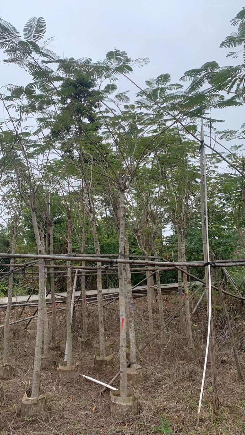 复绿凤凰木6～8公分基地直销规格齐全欢迎来电咨询合作