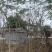 复绿凤凰木6～8公分基地直销规格齐全欢迎来电咨询合作