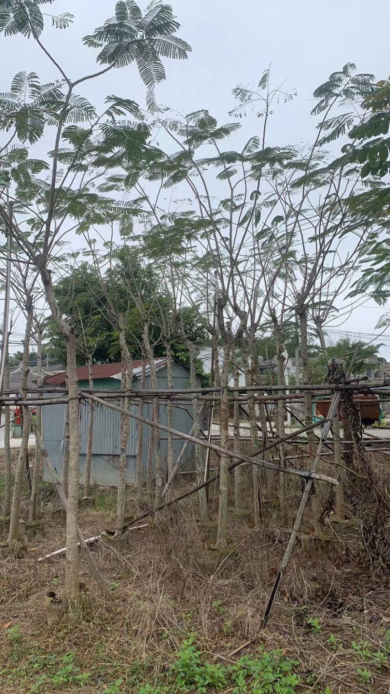复绿凤凰木6～8公分基地直销规格齐全欢迎来电咨询合作