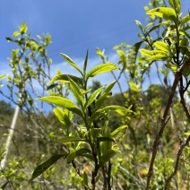 马邓茶