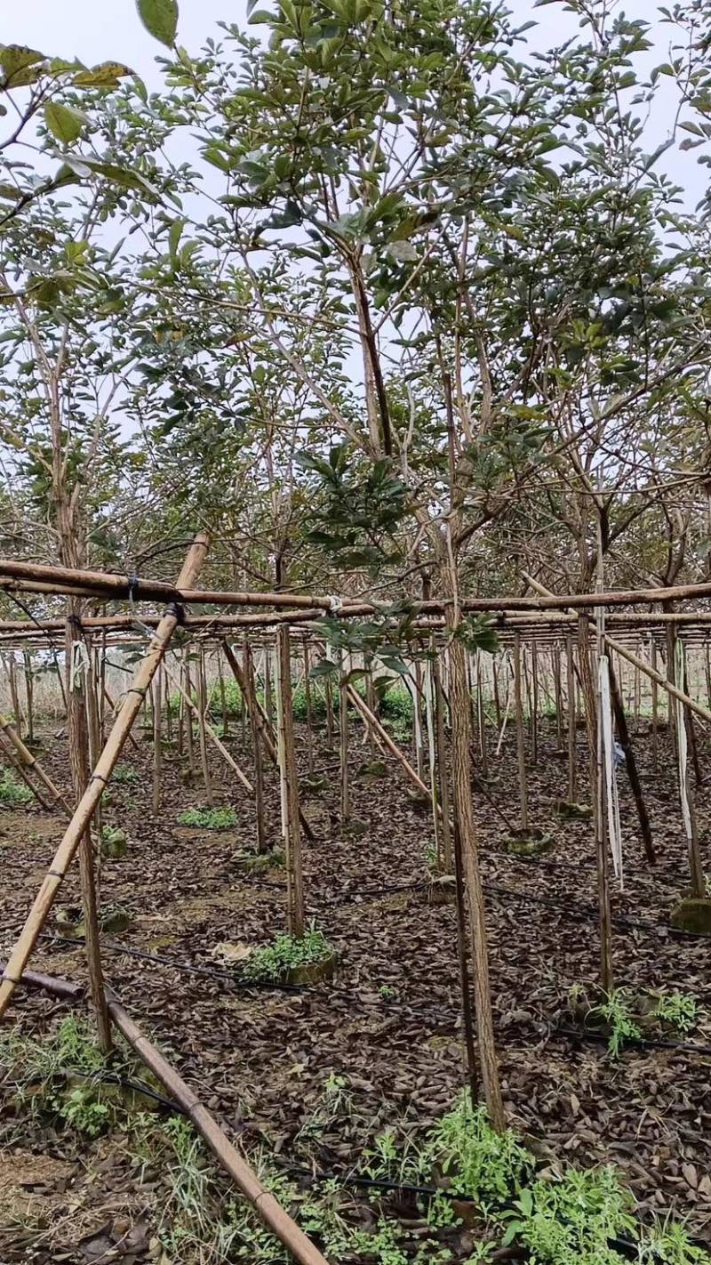 全冠黄花风铃木4～8公分基地直销规格齐全欢迎来电咨询