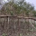 全冠黄花风铃木4～8公分基地直销规格齐全欢迎来电咨询