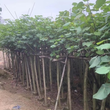 黄槿3～5公分基地直销规格齐全质量优欢迎来电咨询
