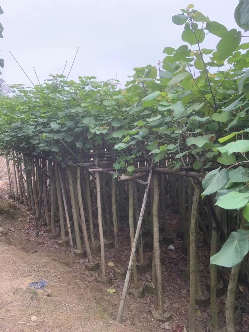 黄槿3～5公分基地直销规格齐全质量优欢迎来电咨询